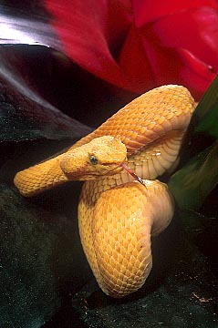 viper
